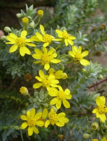 Euryops tysonii floral development